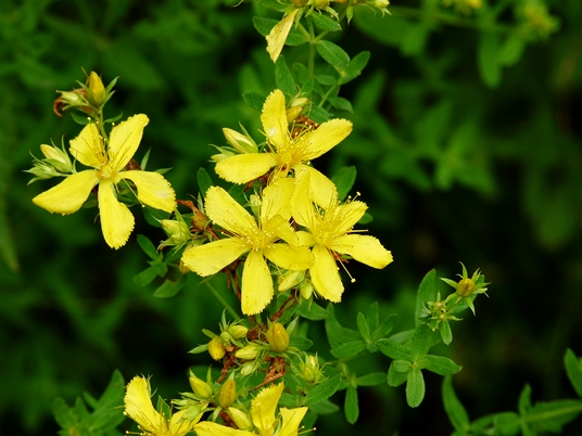 {Hypericum perforatum}